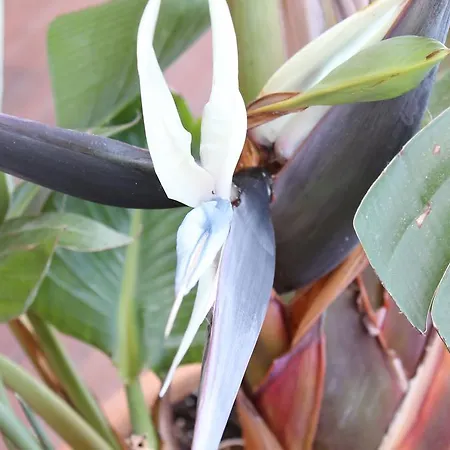 Deluxe Chillout Experience Apartment