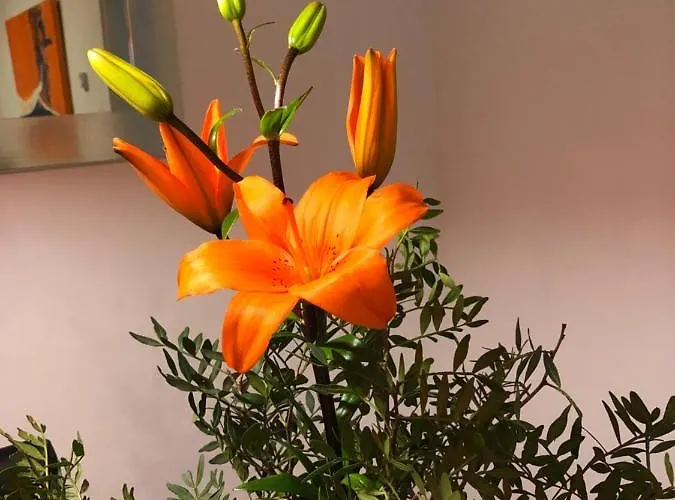 Lägenhet Deluxe Chillout Experience Denia