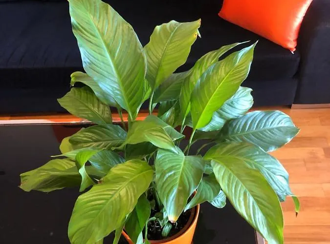 Deluxe Chillout Experience Lägenhet