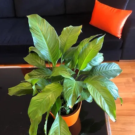 Deluxe Chillout Experience شقة